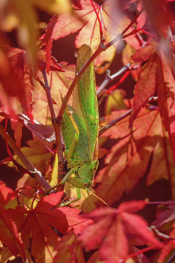 Great green bush-cricket Photograph by Wim Lanclus