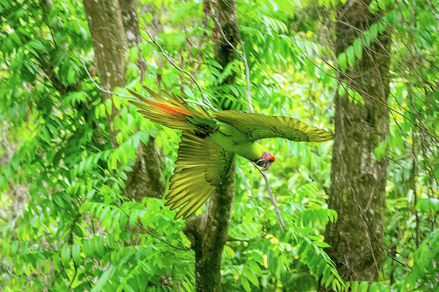 Great Green Macaw Photograph by Diane Moller Great Green Macaw Photograph by Diane Moller
