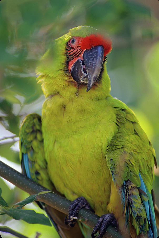 Great Green Macaw II Photograph by Tim Fitzharris - Fine Art America