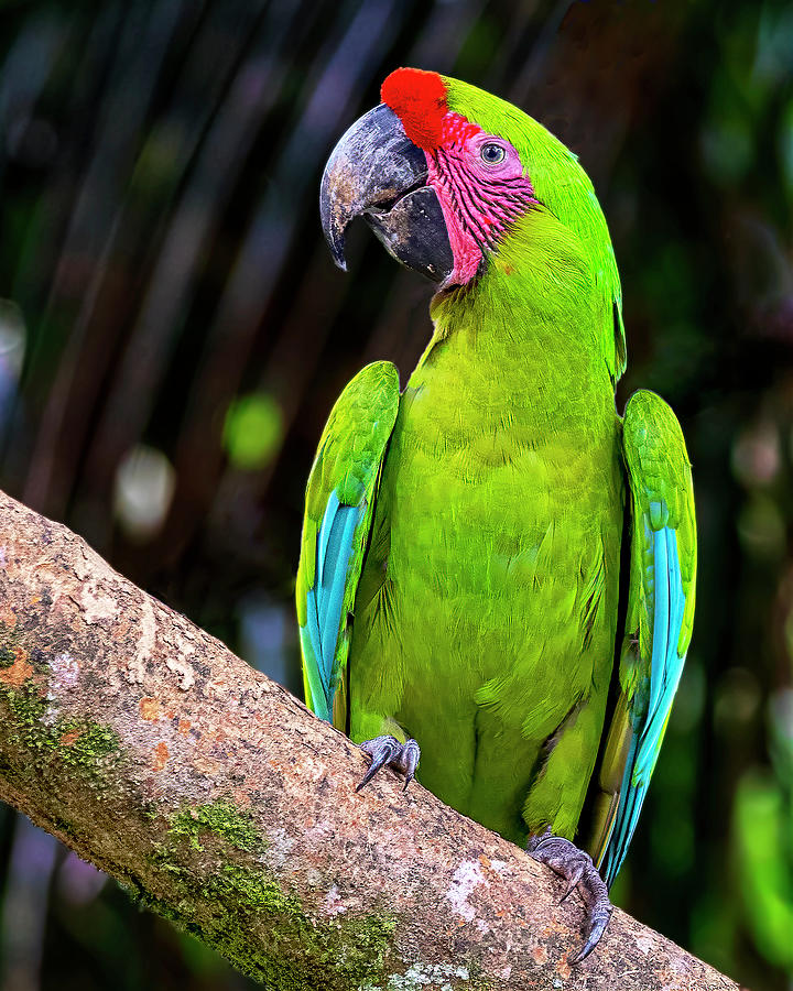 Great Green Macaw Portrait Photograph by Lowell Monke