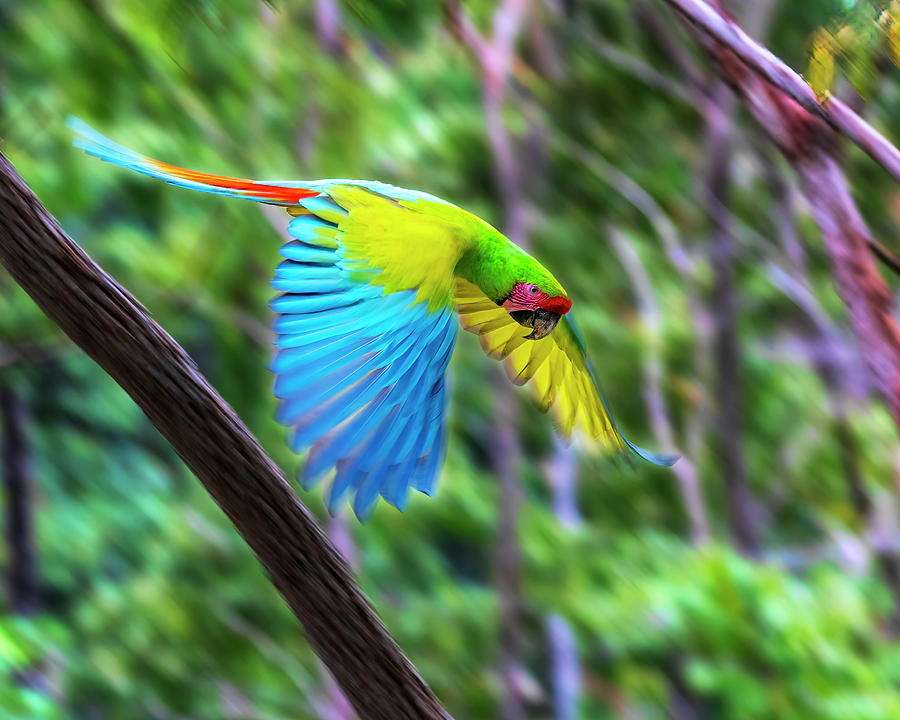 Great Green Macaw Takes Flight in Costa Rica Photograph by Lowell Monke