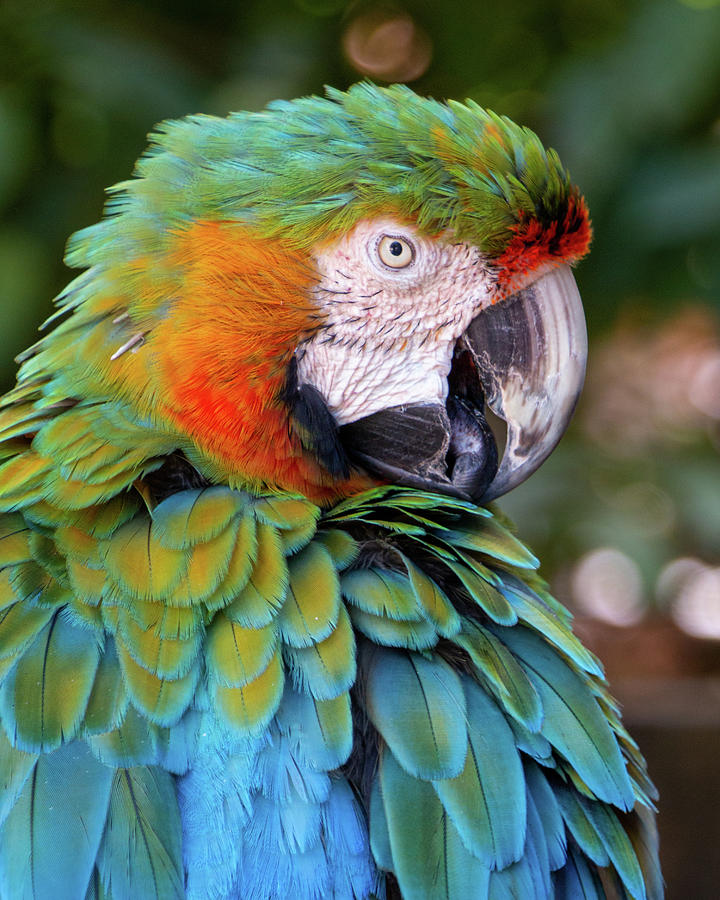 Great Green Macaw Photograph by Teresa Wilson