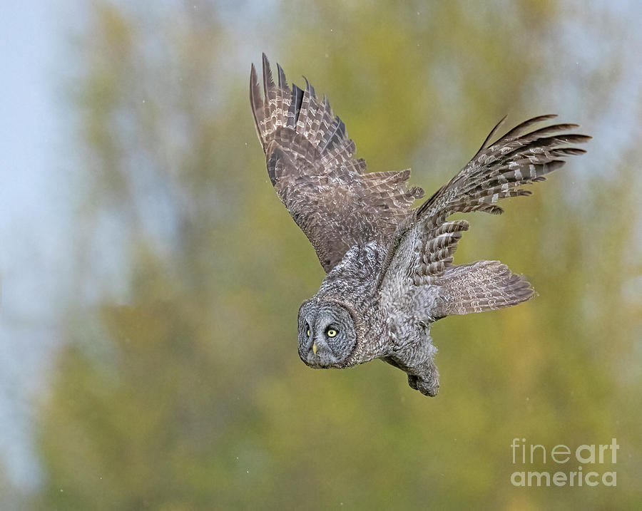 Great Grey Flight Photograph by Dale Erickson - Fine Art America