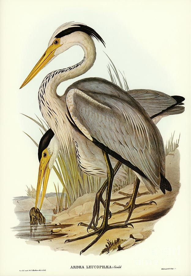 Great Grey Heron Ardea leucophaea illustrated by Elizabeth Gould 1804-1841 for John Gould Painting by Shop Ability
