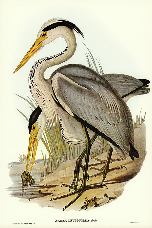 John Gould Drawing - Great Grey Heron, Ardea leucophaea by John Gould