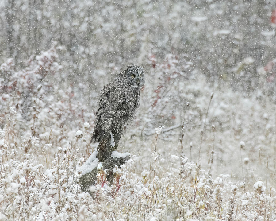 Great Grey In First Snow Photograph by Yeates Photography