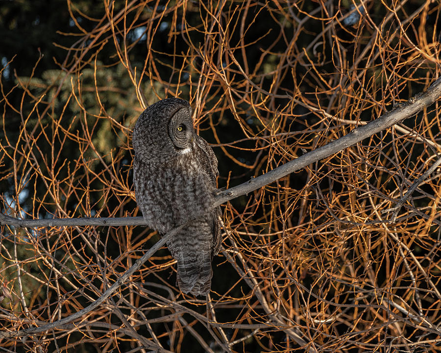 Owl From The Spring Shadows Photograph by Yeates Photography