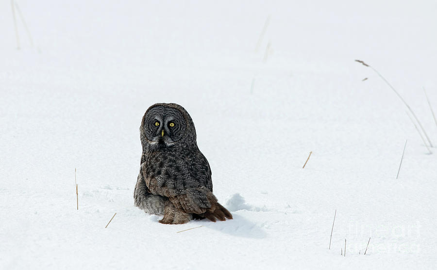 Great Grey in Winter Photograph by Shannon Carson