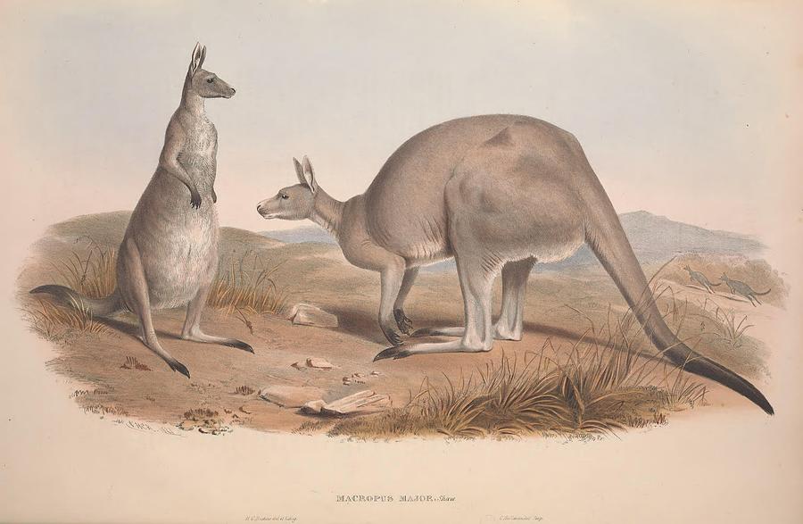 Great Grey Kangaroo Mixed Media by World Art Collective