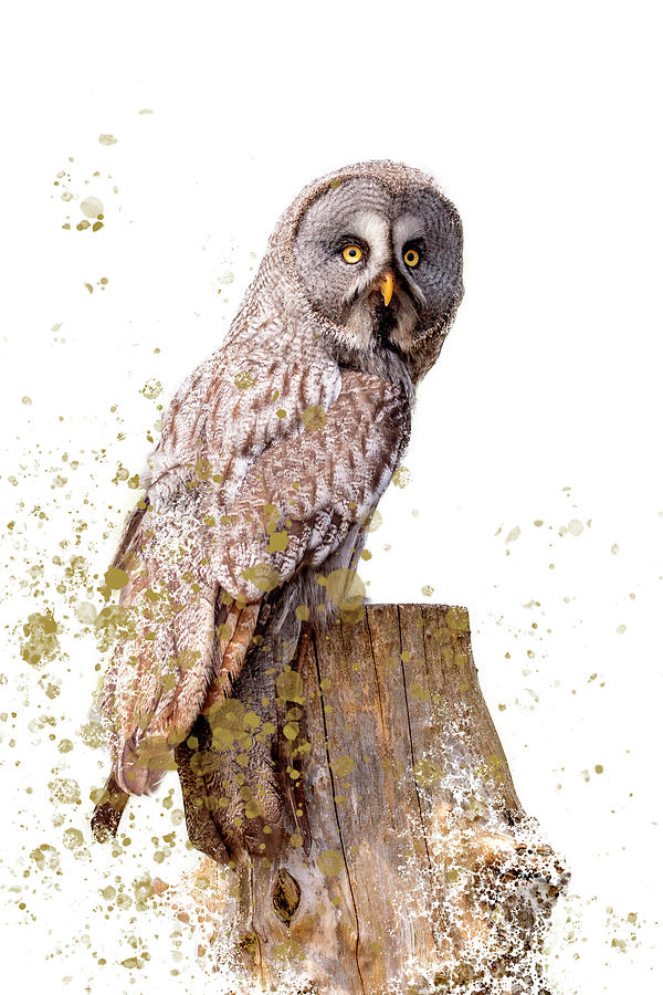 Great Grey Owl Art Photograph