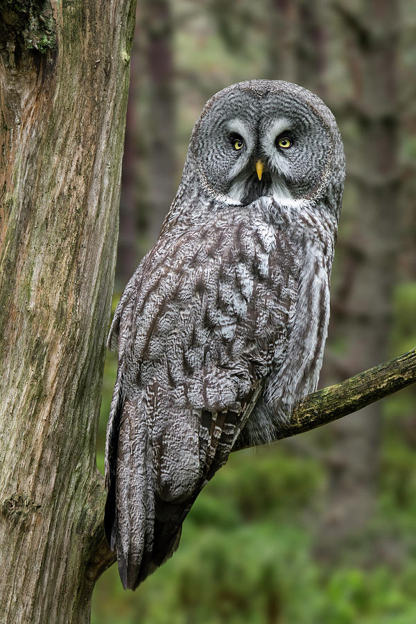 Great Grey Owl  Photograph by Arterra Picture Library