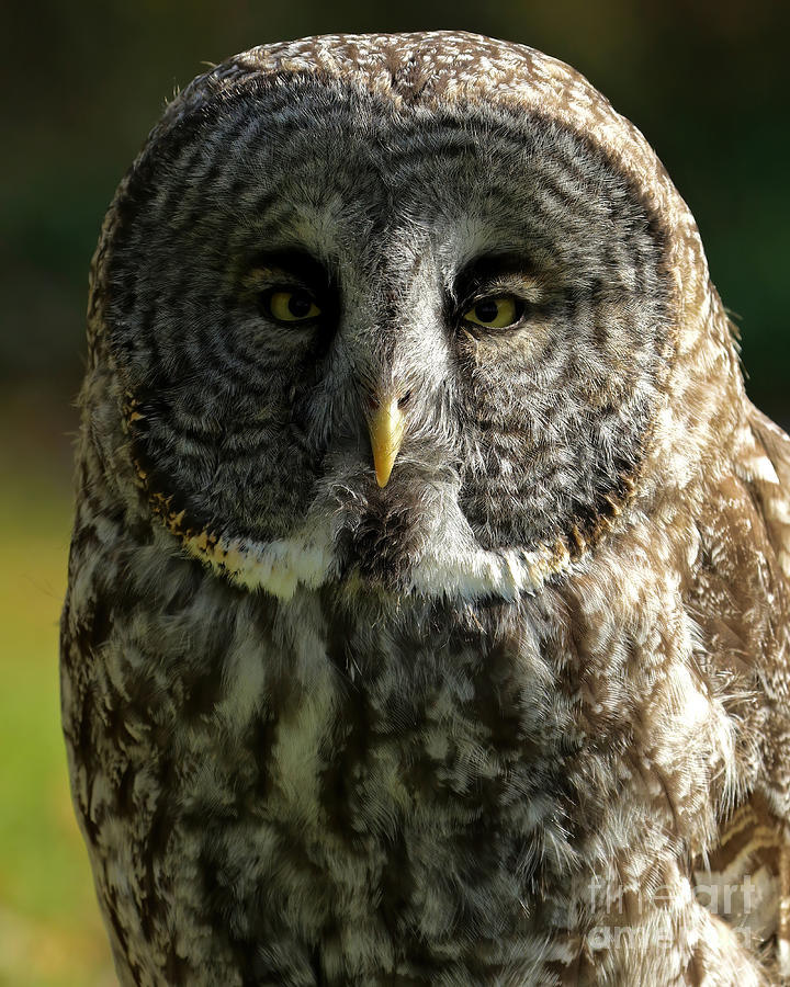 Great grey owl close up Photograph by Heather King