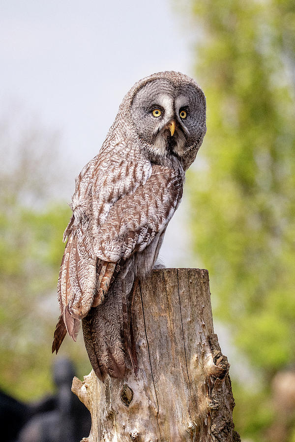 Owl Photograph - Great grey owl by Darren Wilkes