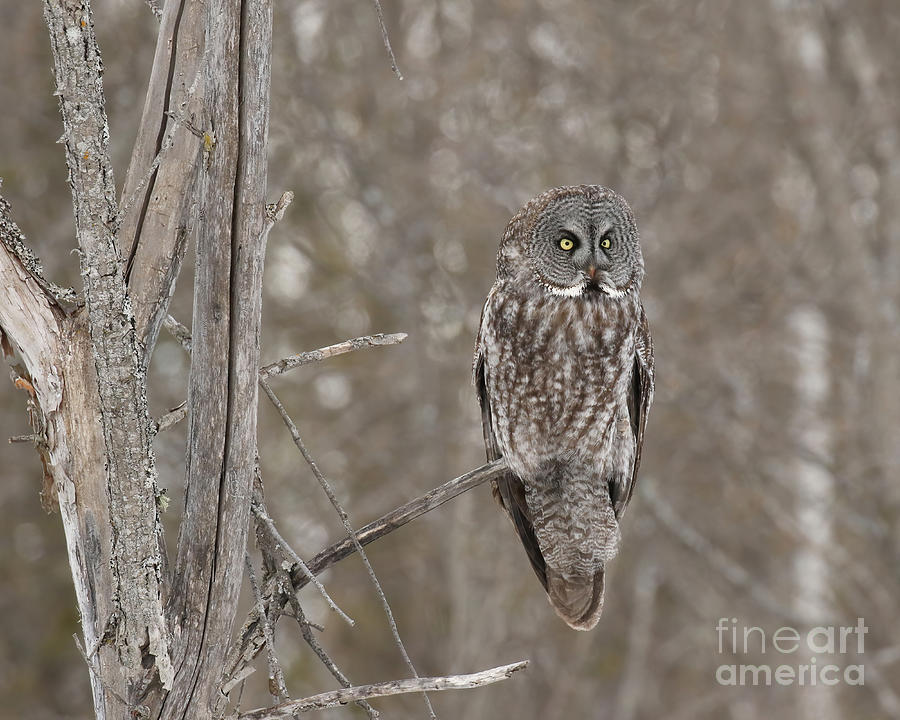 Great Grey Owl Photograph by Heather King