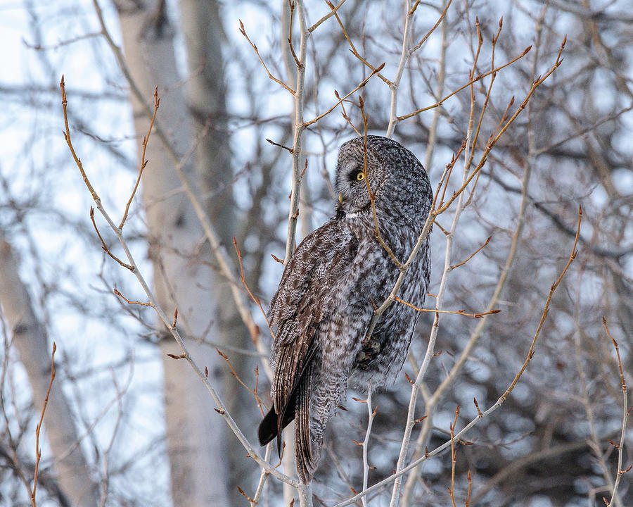 Great Grey Owl In Early Spring Light Photograph by Yeates Photography