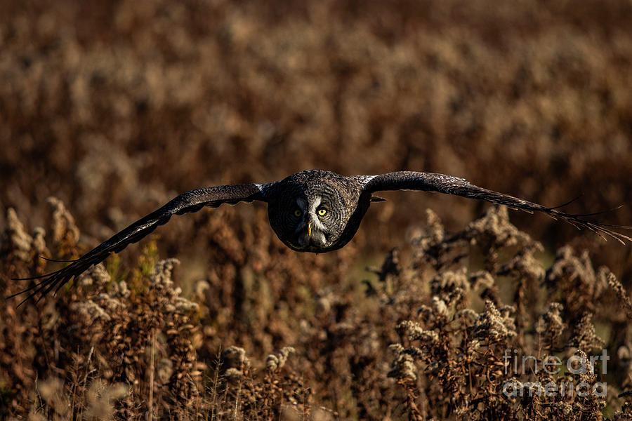 Great Grey Owl Photograph by JT Lewis