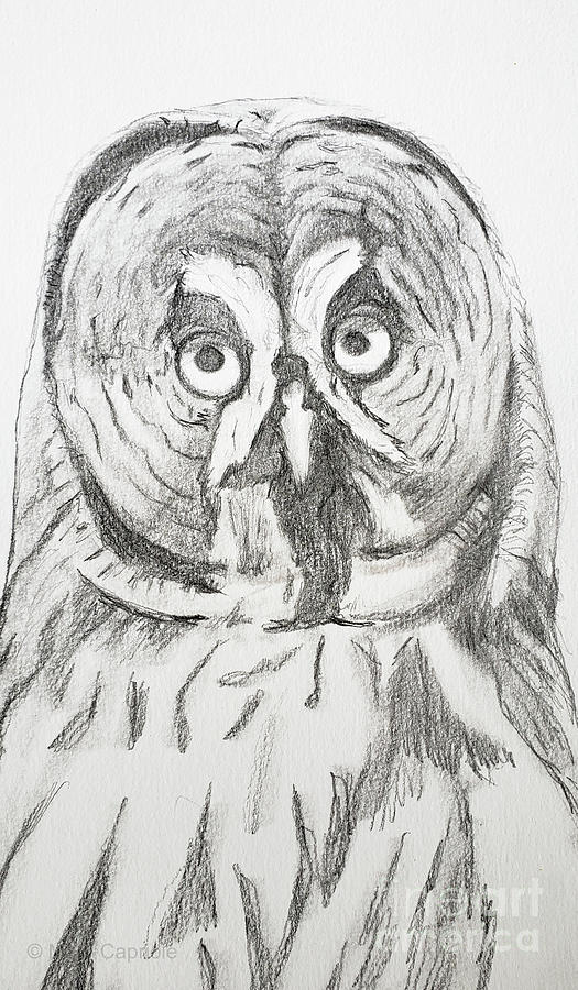 Great Grey Owl Drawing by Mary Capriole