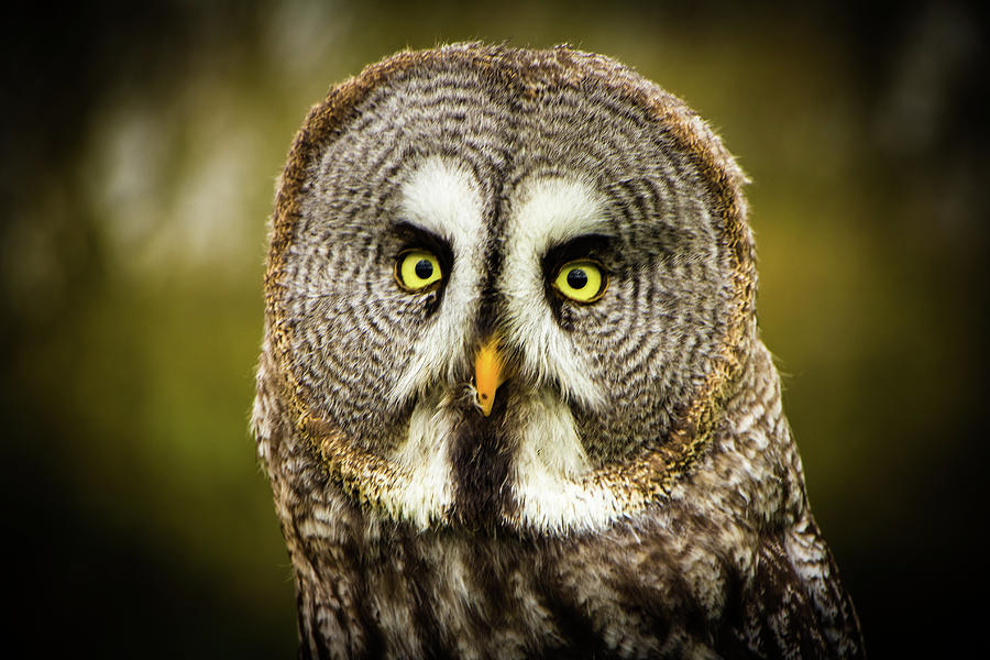 Great grey Owl Photograph by Michelle Pennell