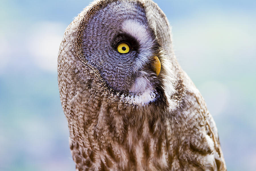 Great grey owl of Lapland Photograph by PJPhoto69