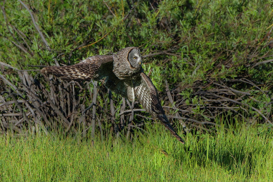 Great Grey Owl Quick Turn Photograph by Yeates Photography