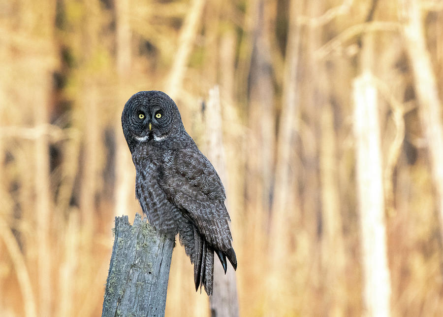 Great Grey Owl Saskatchewan Photograph