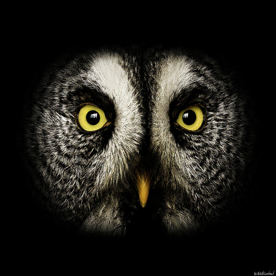 Great Grey Owl up close Photograph by Weston Westmoreland