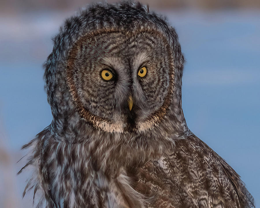 Bird Photograph - Great Grey Owl Winter Portrait by Yeates Photography
