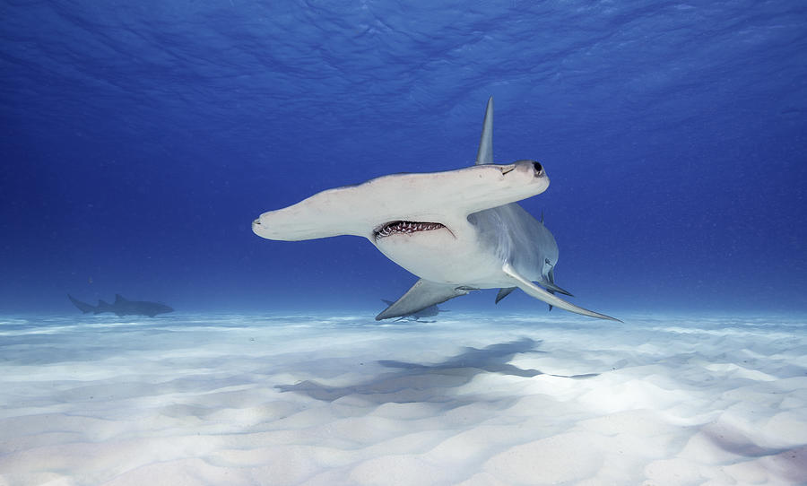 Great Hammerhead Shark Photograph by By Wildestanimal