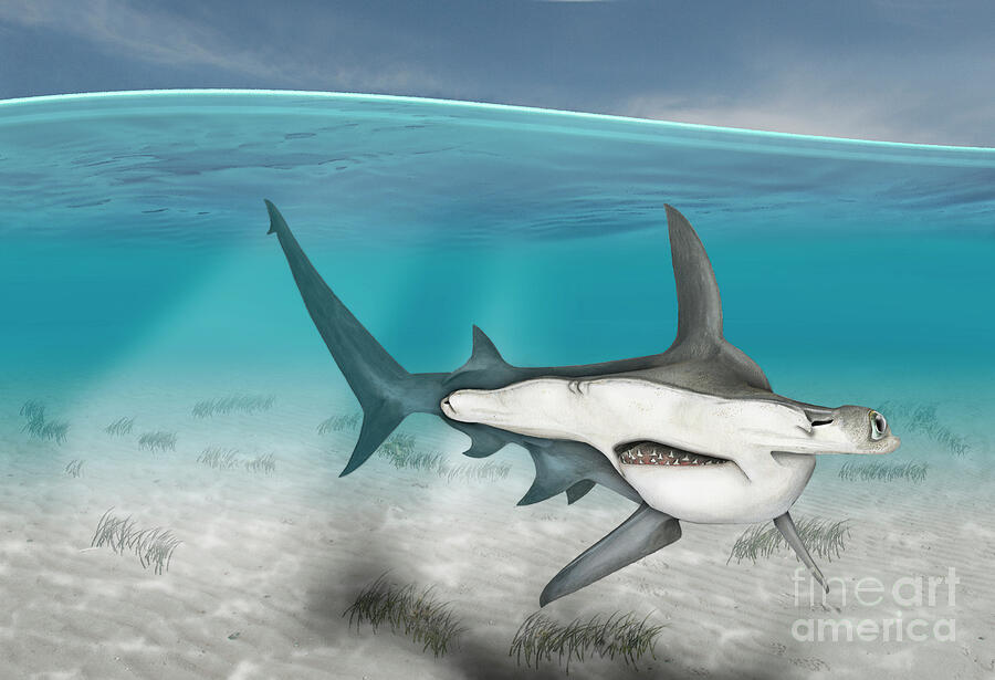 Great Hammerhead Shark, Sphyrna Mokarran - Urft-valley-art - Fine Art Print - Stock Illustration Painting
