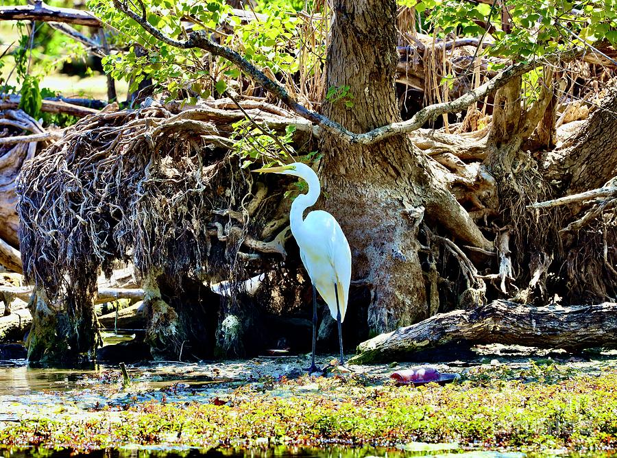 Great Egret Photograph by Craig Wood