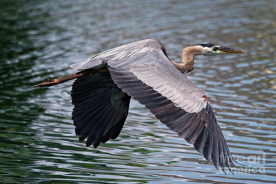Great Heron in Flight Photograph by Paul Quinn