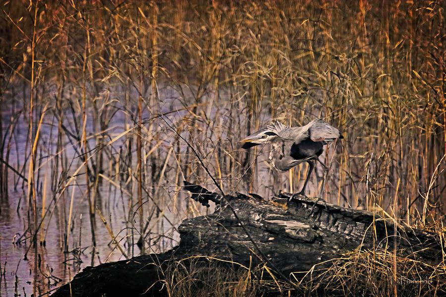 Great Heron in the Marsh #1 Photograph by Theresa Fairchild