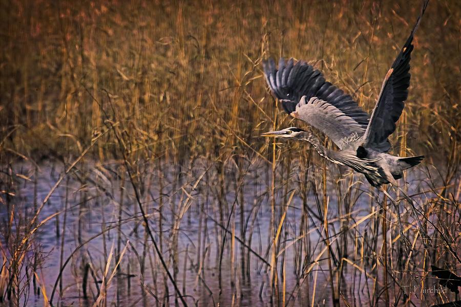 Great Heron in the Marsh #2 Photograph by Theresa Fairchild