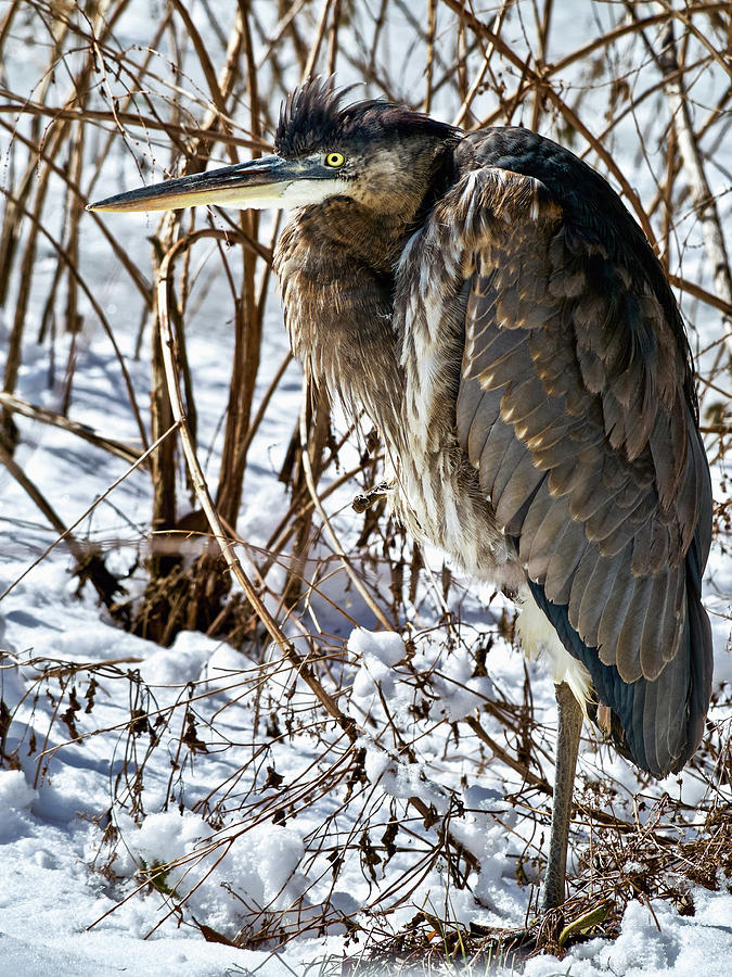 Great Heron in the Snow Photograph by Rachel Morrison