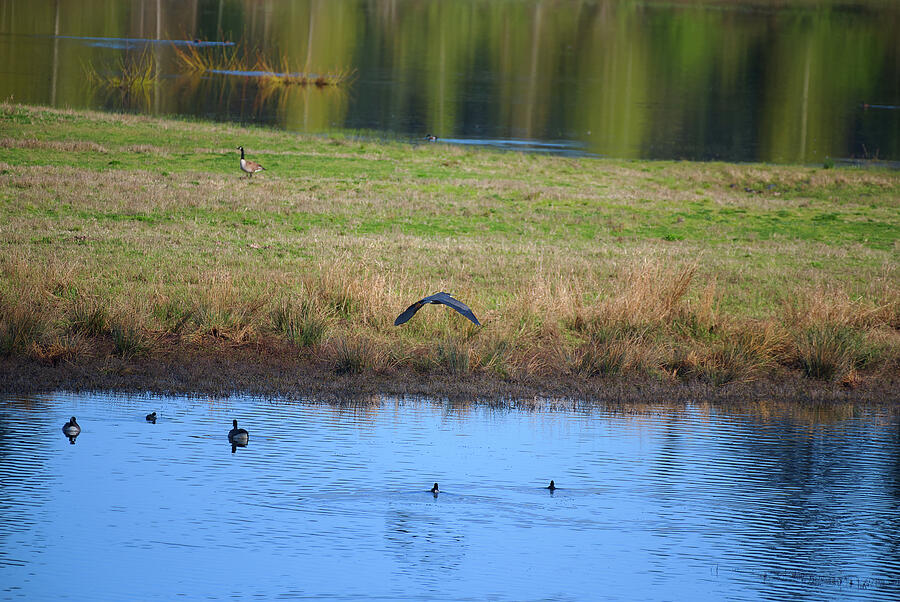 Great Heron in the Wetlands Photograph by David Barker - Fine Art America