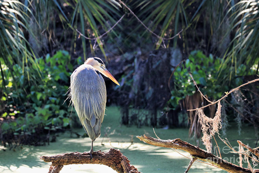 Great Heron Of The Swamp Photograph