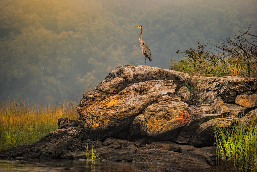 Great Heron In the Fog Photograph by Cordia Murphy