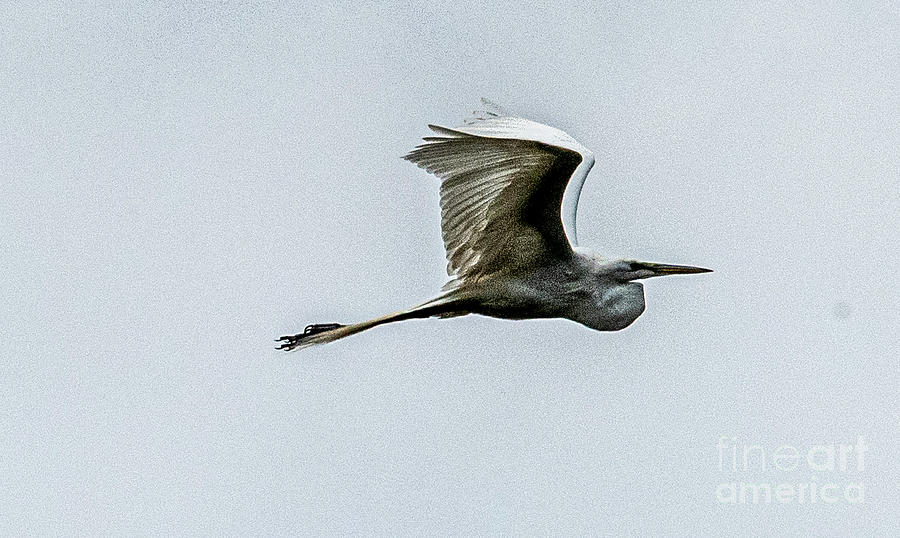 Great Heron over Rookery Photograph by Daniel Hebard