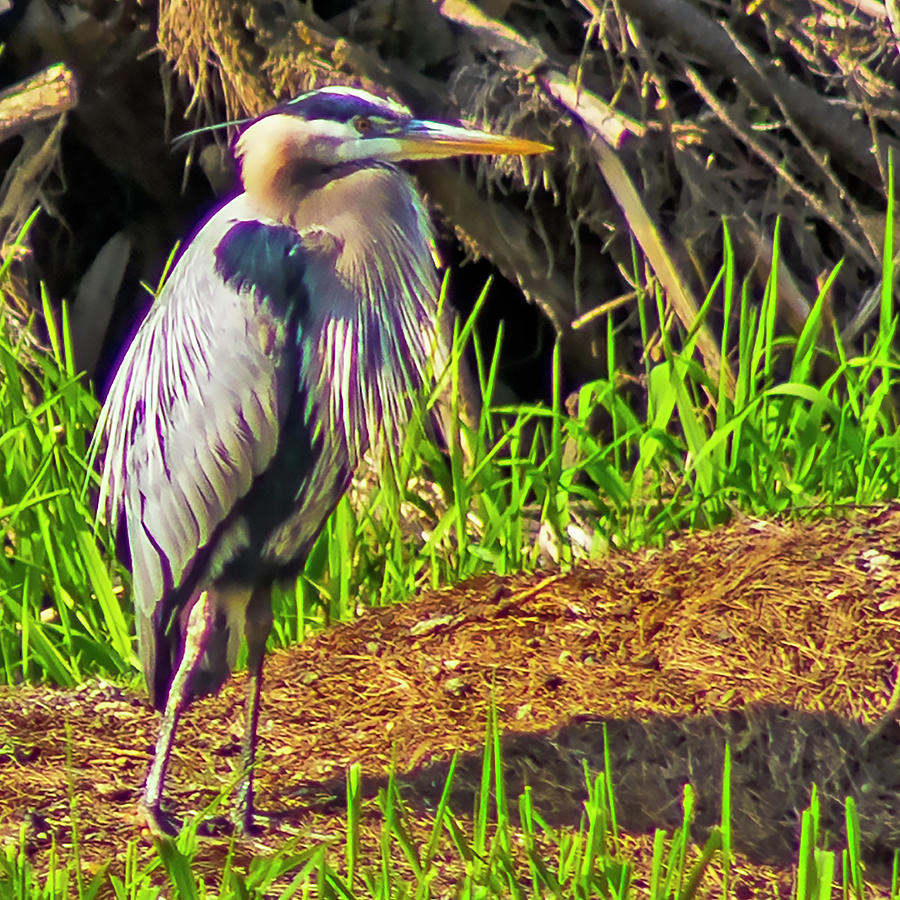 Great Heron Photograph by Ron Roberts