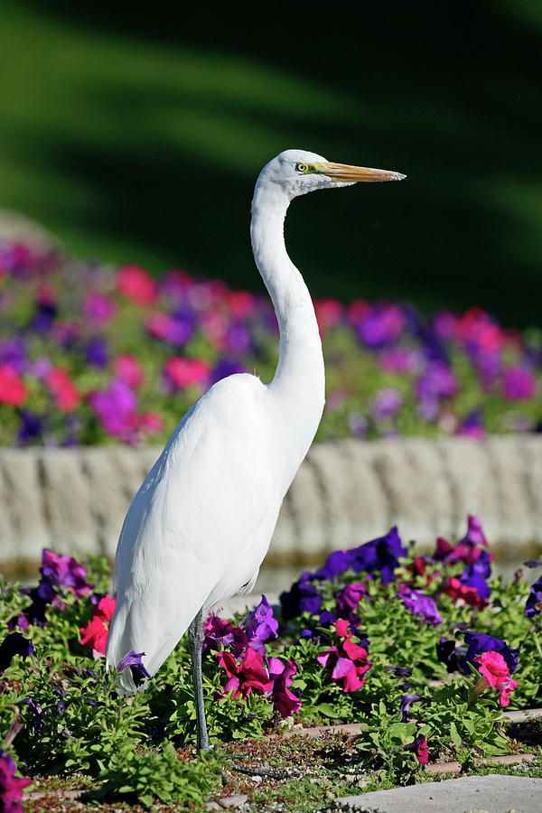 Great Heron Photograph by Shoal Hollingsworth