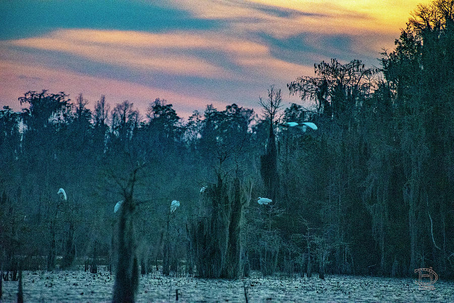 Great Herons Roosting Sunset Photograph by Daniel Hebard
