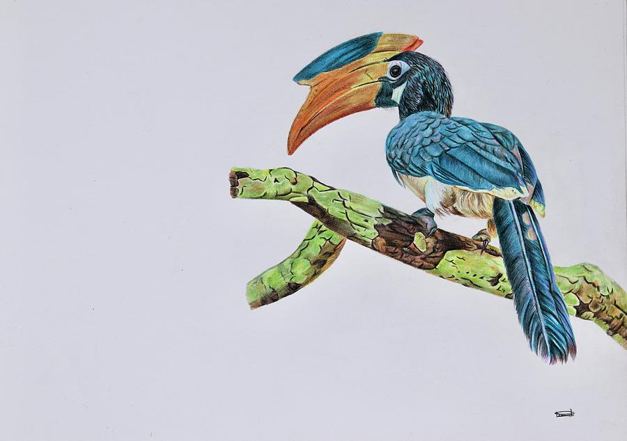 Art by Meggy Vodusek — Great Indian Hornbill and Secretary Bird - pen and...