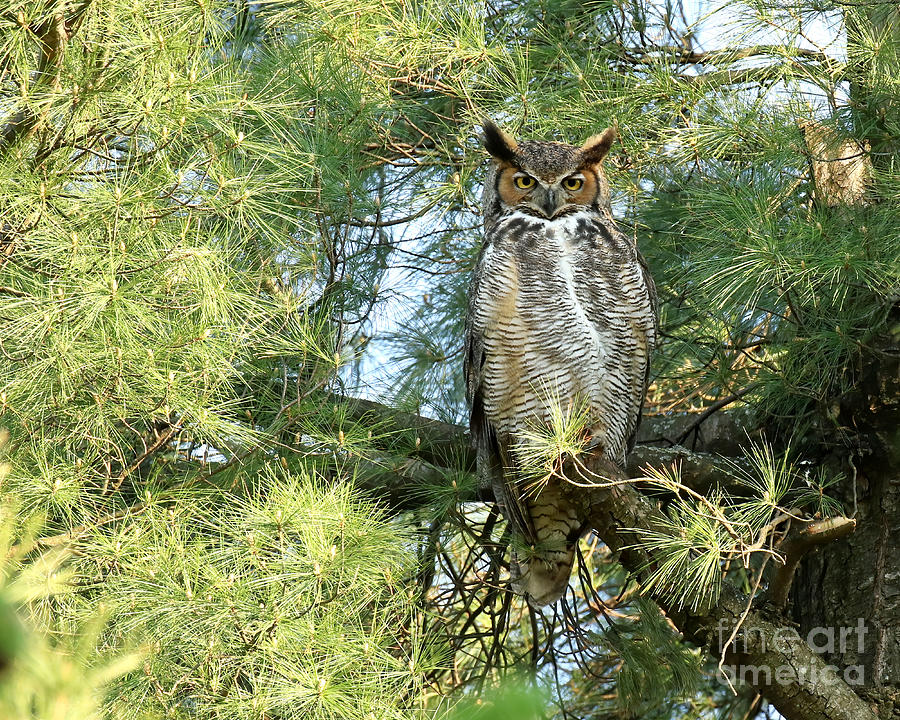 Great horned goddess Photograph by Heather King