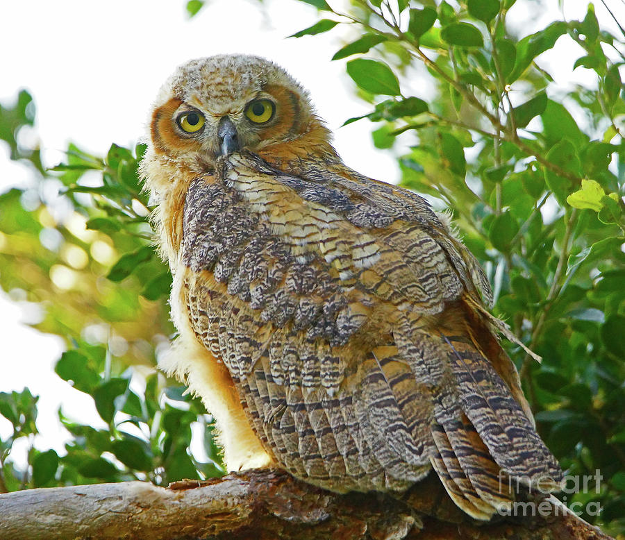 Great Horned Juvie Owlet Photograph By Larry Nieland Fine Art America