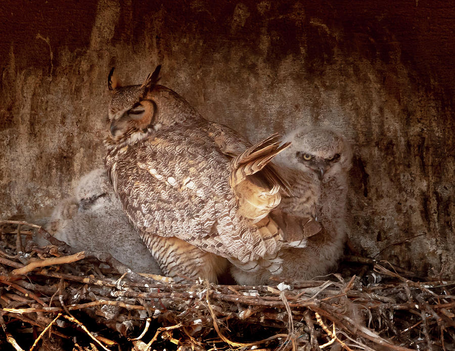 Great Horned Mom and Owlets #1 Photograph by Mindy Musick King