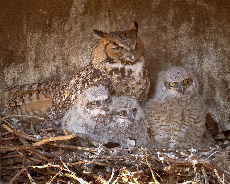 Great Horned Mom and Owlets #2 Photograph by Mindy Musick King