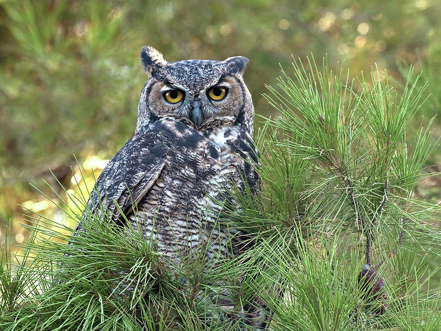 Great Horned Owl #1 Photograph by Carla Brennan