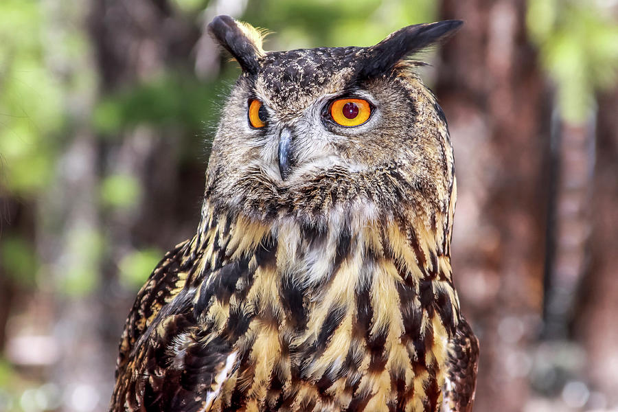 Great Horned Owl 1 Photograph by Dawn Richards