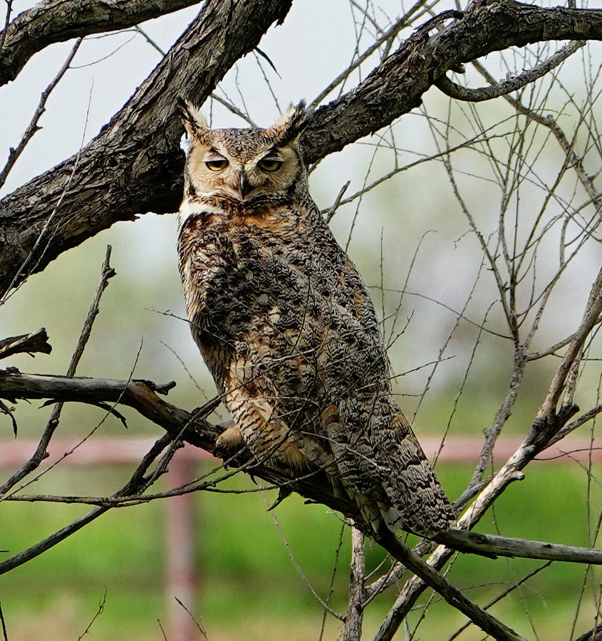 Owl Photograph - Great Horned Owl 1 by Marilyn Hunt
