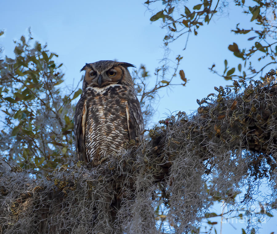 Great Horned Owl 2 Photograph by L Bosco